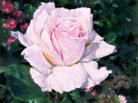 Pink Rose 68x50
